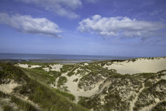 DUNES DE MAYVILLE