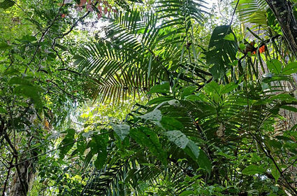 Vers une gestion partagée et durable du Mont Mahury