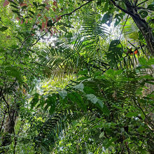 Vers une gestion partagée et durable du Mont Mahury