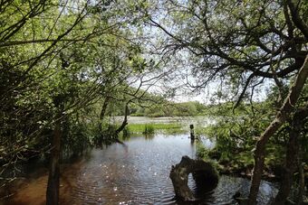 ETANG DU PONT DE FER