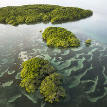 Les mangroves, une chance pour nos territoires