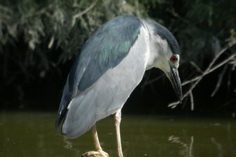 ETANG DE BOLMON