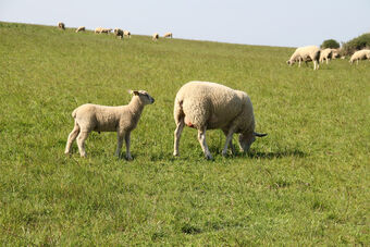 CAP GRIS NEZ