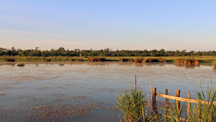 Arles, le marais de Vigueirat, 2014. 