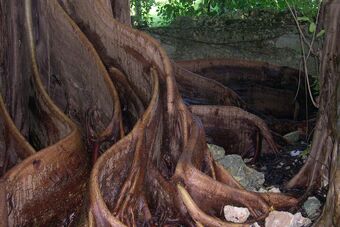 MANGROVE DE PETIT CANAL A PORT LOUIS