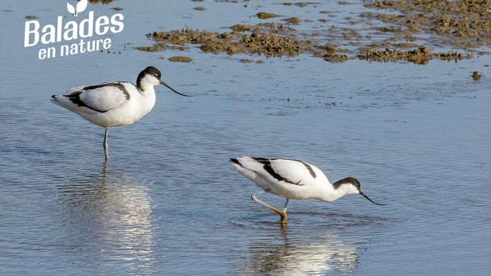 avocettes pen bron animation 50