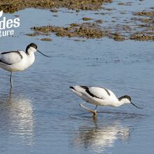 avocettes pen bron animation 50