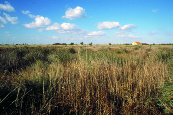 MARAIS D'YVES - BAIE DE FOURAS