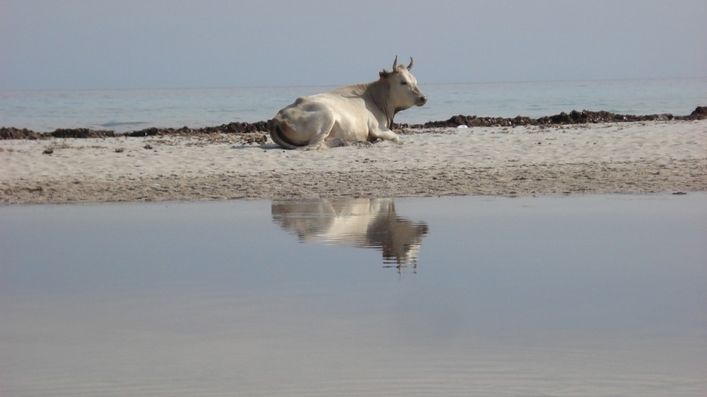Agriate, vache sur la plage de Saleccia.