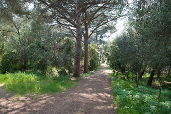 BOIS DE LA GAROUPE