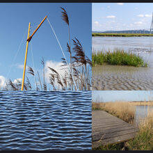 Exposition "Natures d'estuaire en scène"