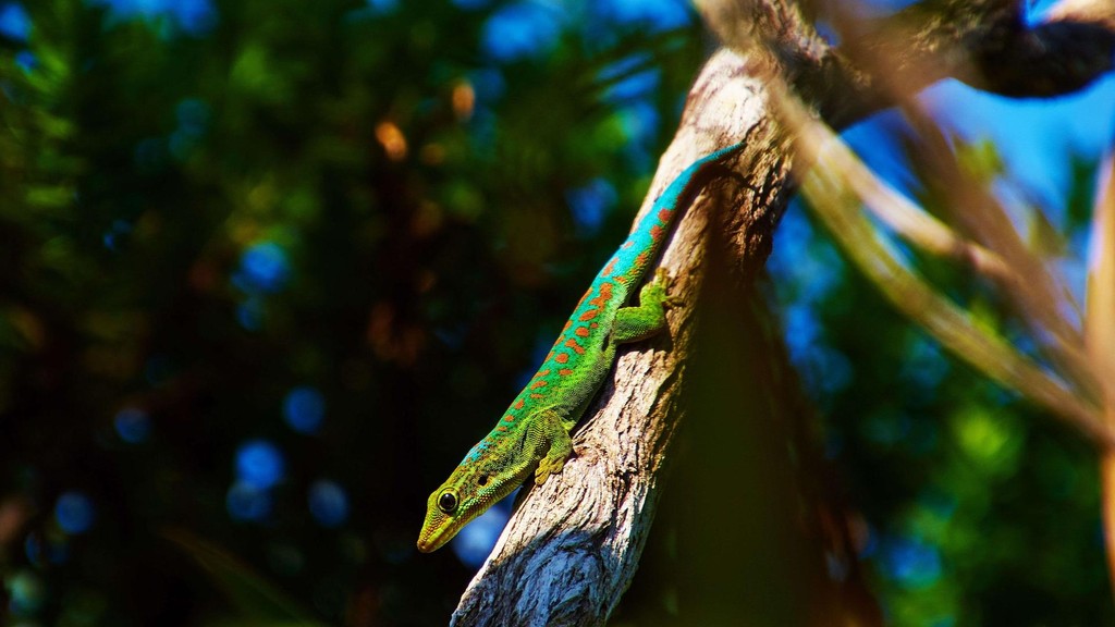 La Réunion - gecko vert de Bourbon