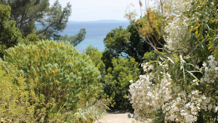 jardin des canaries Rayol