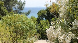 jardin des canaries Rayol