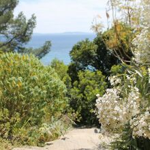 jardin des canaries Rayol