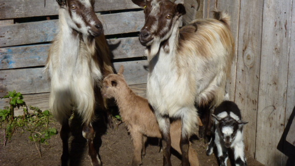 Agriate, chèvres dans la bergerie de Monticellacciu.