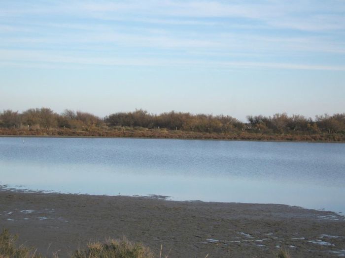 Etang de Vic, renaturation du lido des Aresquiers.