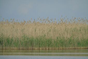 CAMARGUE GARDOISE