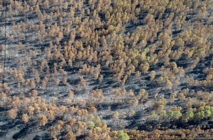 Incendies en Gironde et dans les Landes : mobilisons-nous pour la renaissance de ces territoires