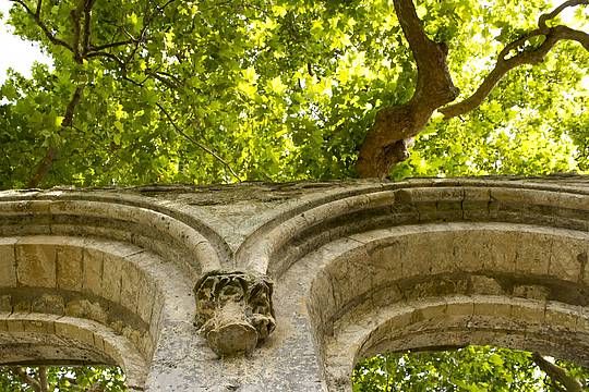 arbre beauport
