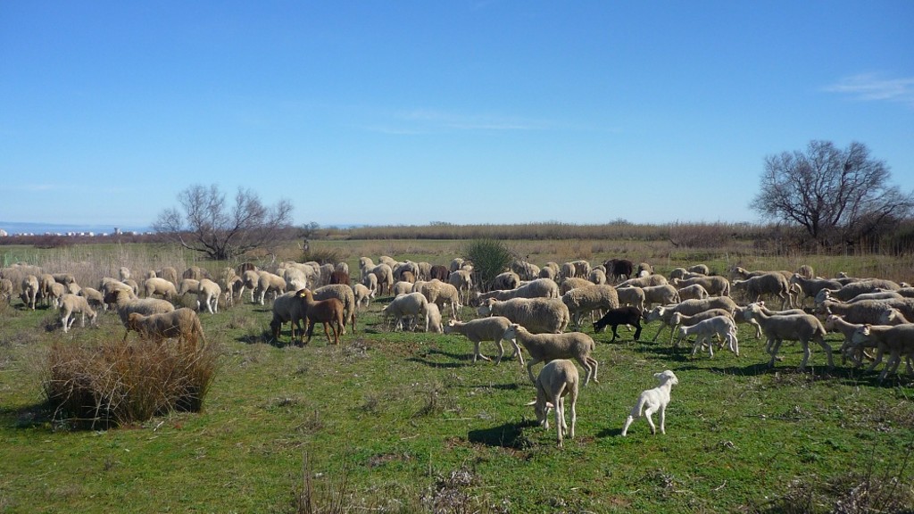 Etang de Canet - Saint-Nazaire