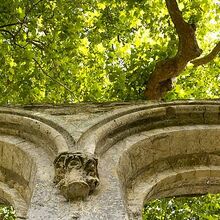 arbre beauport