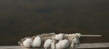 Programme des Salins d’Hyères de juillet - août 2025