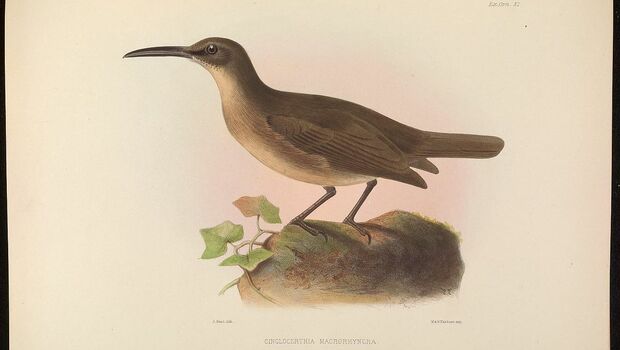 Exotic ornithology : containing figures and descriptions of new or rare species of American birds