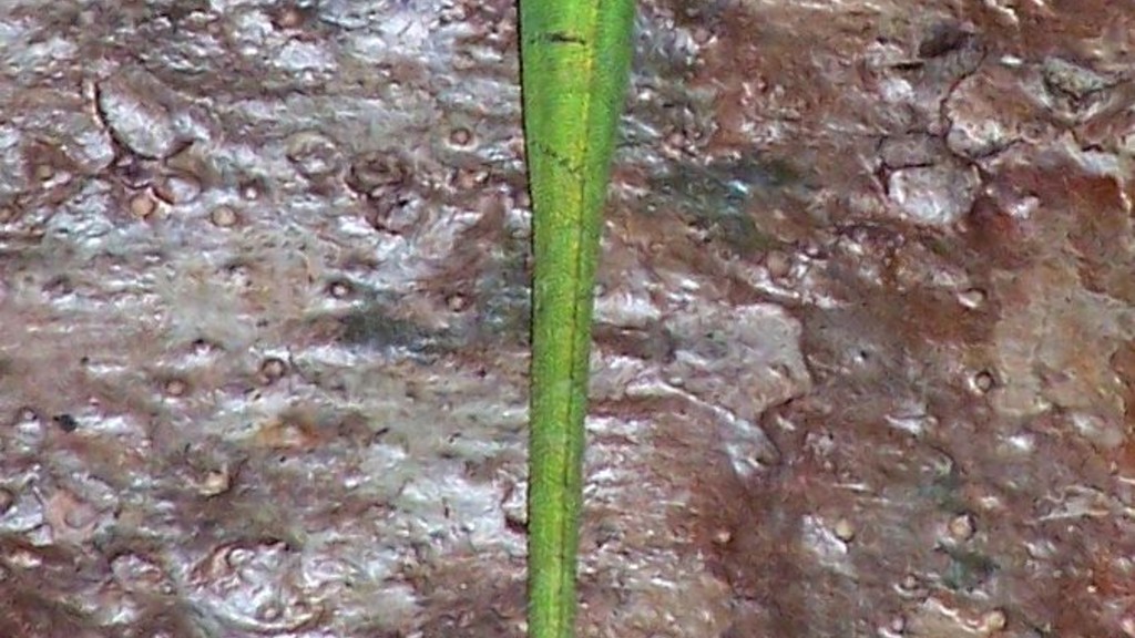Pointe rouge - Anoli roquet