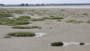 La plaine marine et agricole de la Baie des Veys