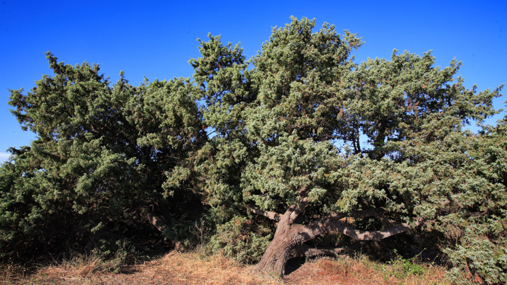 Genévrier oxycèdre à gros fruits - Juniperus oxycedrus subsp. macrocarpa. 