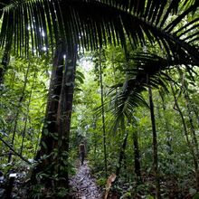 Acquisition de la Réserve de Trésor en Guyane : 2 464 ha 