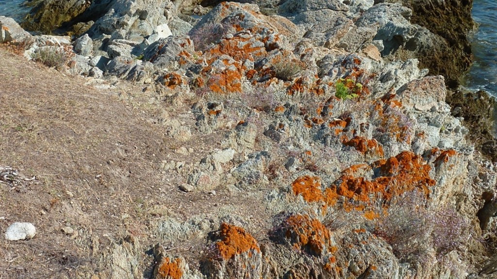 Agriate, rochers littoraux et lichens.