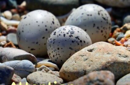 Attention, on marche sur des oeufs !